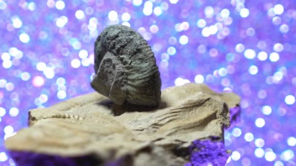 Ammonite Fossilized Squid Blue Back — Stockvideo