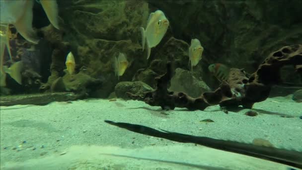 Mořské Rybí Paprsky Tetras Akváriu — Stock video