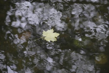 Danube nehrinde kuğu, ördek ya da karabatak gibi su kuşları