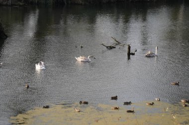 Danube nehrinde kuğu, ördek ya da karabatak gibi su kuşları