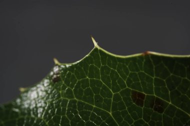 Autumn maple leaves background. Colorful maple leaves background. Autumn maple leaves background