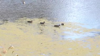 ducks in the backwater of the danube in bavaria
