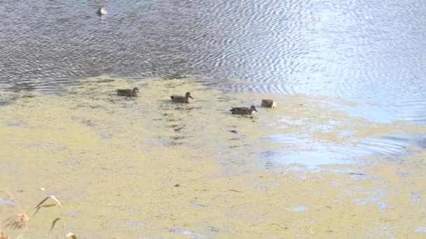 Ducks Backwater Danube Bavaria — Stockvideo