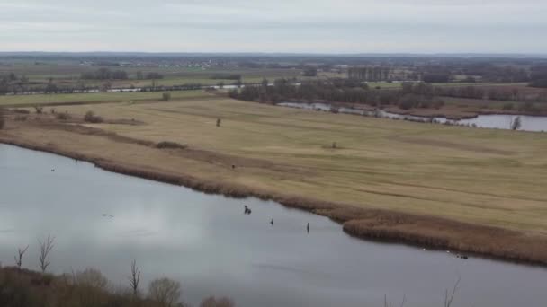 Danube River Idyllic Nature Aerial — Video
