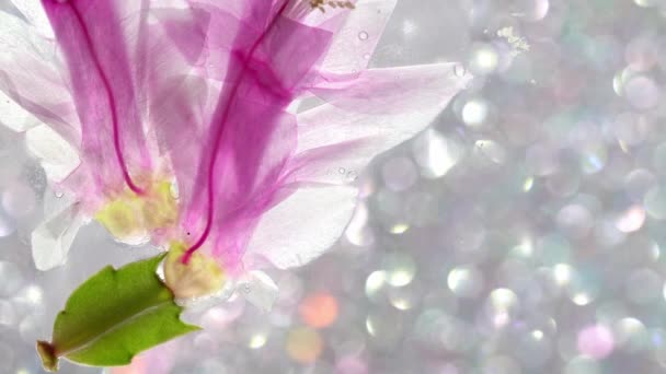 満開のピンクの花で詳細にシュルンベルゲラ — ストック動画