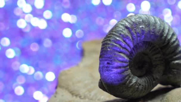 青に対するアンモナイトの化石イカ — ストック動画