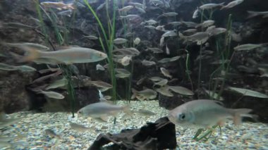 Tuna Nehri 'nde de tatlı su balıkları var.