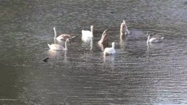 Tuna 'nın durgun sularında yavruları olan kuğular.