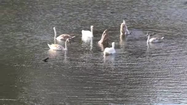 ドナウ川の背水に子孫を持つ白鳥 — ストック動画