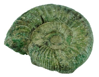 Fossilized ammonite isolated on white background with clipping path