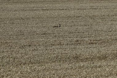 Buğday alan, yakın çekim
