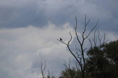 Doğanın güzel manzarası