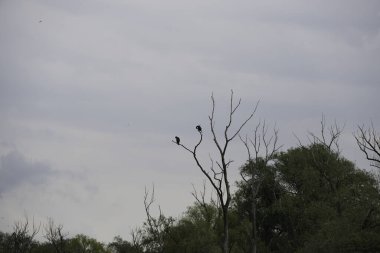 a bird on the roof of a dead tree on a cloudy day