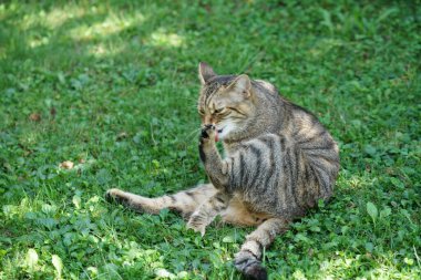 the cat is lying on the street in the park, playing on green grass in the garden.