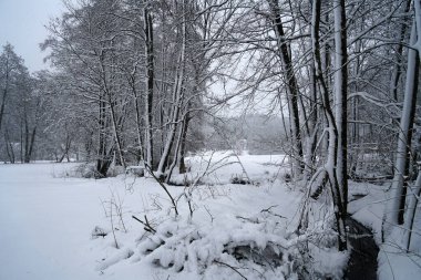 the winter park. snowy trees in the forest. snow-covered river.
