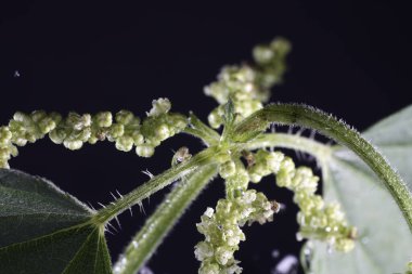 marijuana buds in the forest, nature concept