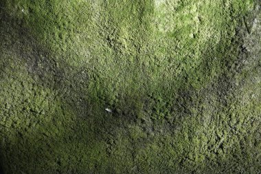 Duvarda yeşil yosun