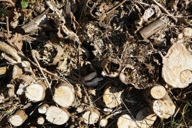 kuru ağaç kabuğu dokusu arkaplanı