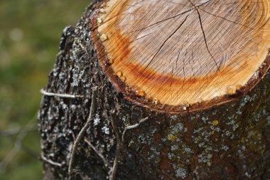 Bir ağaç kütüğünün yakın plan çekimi.