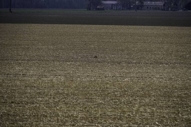 Yeşil çimenler ve geniş bir yol.