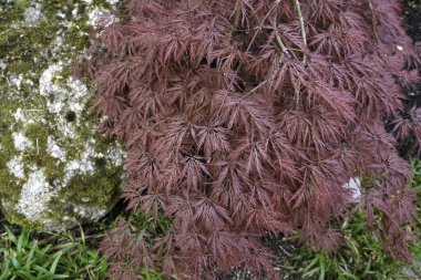 Ormanın arka planında yeşil yapraklar