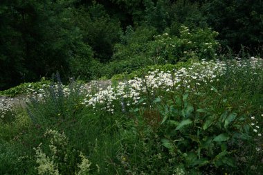 Ormanda güzel çiçekler