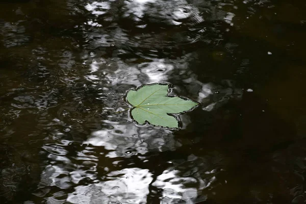 water drop on wet leaf in the pond