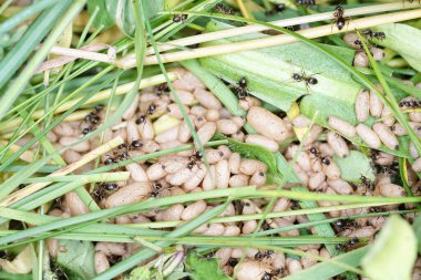 fresh green grass with seeds