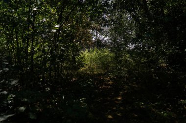 Ormanın güzel manzarası