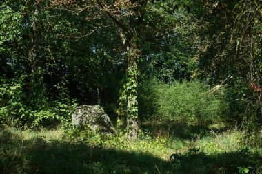 Ormanda yeşil ağaçlar