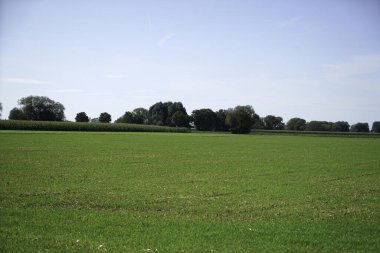 Büyük beyaz bulutlu yeşil alan