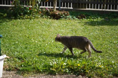 cat on grass, animal mammal