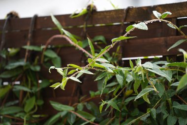 leaves of a plant on a tree