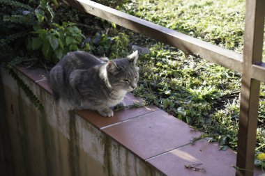 Kedi sokakta oturuyor.