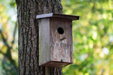 old birdhouse in a tree, a bird of prey on a bush in the forest.