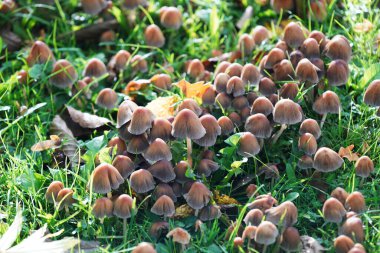 autumn mushroom, forest mushrooms in the woods.