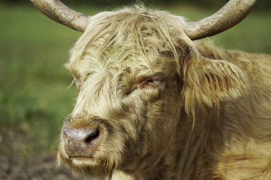 Genç ve güzel bir keçinin yakın çekimi.