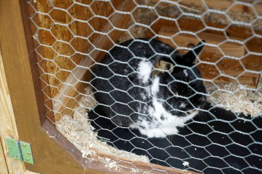 close up of a bee in the net