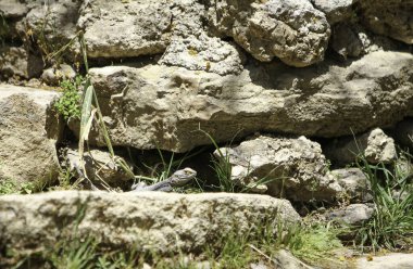 Büyük taşlarla çevrili taş bir duvarın yakın çekimi.