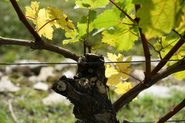 Kırsaldaki üzüm bağları