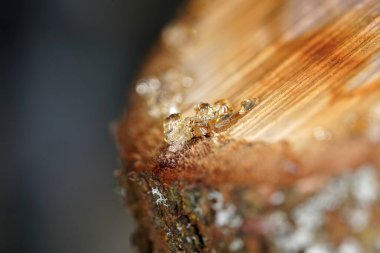 macro photography of a spider on a tree