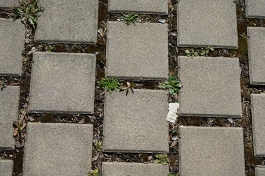 old stone pavement with green moss
