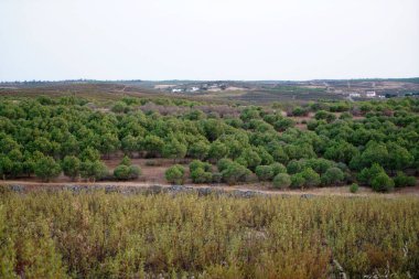 Ormanın güzel manzarası