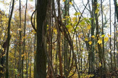 Parktaki güzel orman