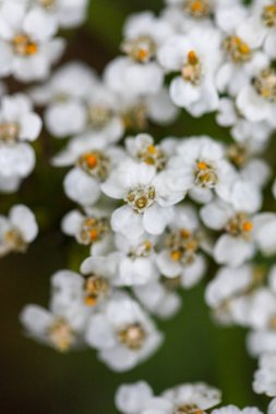 Bahçede beyaz çiçekler