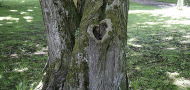 Bir ağaç gövdesinin yakın plan çekimi.