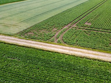 aerial view of green field of corn plantation