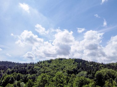 Ormanın güzel manzarası