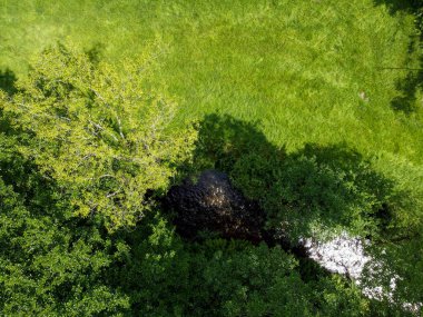 Ormanda yeşil çimenler