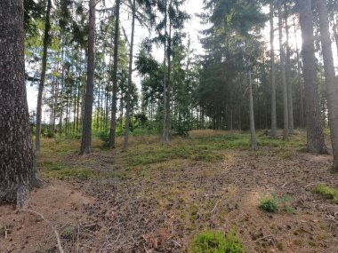 Ormanda bir ağacı olan güzel bir manzara.